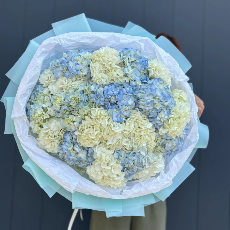 Букет из 19 гортензий (Премиум)