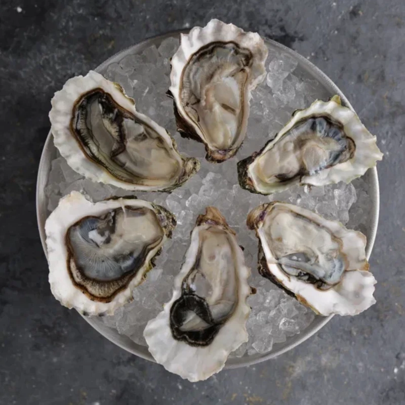 6 устриц